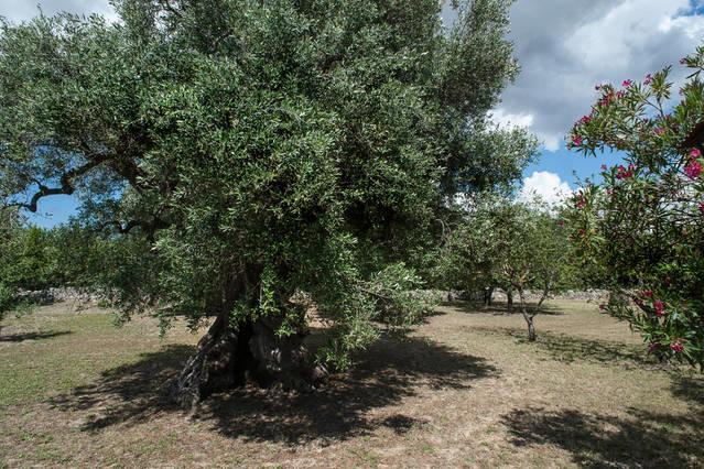 Il Giardino Casa Vacanze Galatone